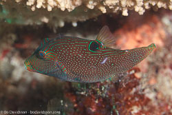 BD-111128-Raja-Ampat-5534-Canthigaster-papua-(Bleeker.-1848)-[Papuan-toby].jpg